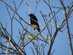 Molothrus rufoaxillaris