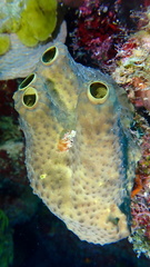 Smenospongia conulosa