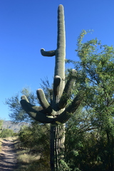 Carnegiea gigantea