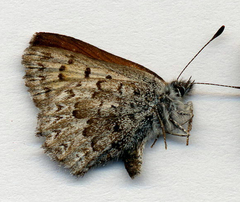 Tharsalea mariposa