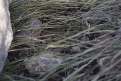 Paravaejovis spinigerus