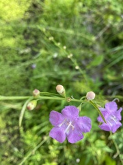 Agalinis fasciculata