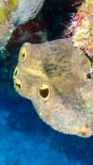 Smenospongia conulosa