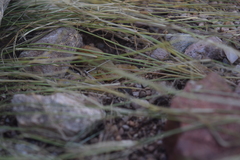 Paravaejovis spinigerus