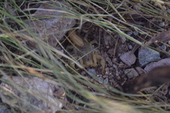 Paravaejovis spinigerus