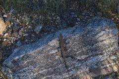 Uta stansburiana elegans