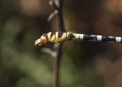 Erpetogomphus compositus