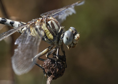 Erpetogomphus compositus