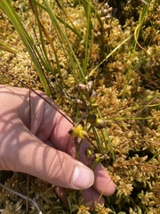 Scheuchzeria palustris