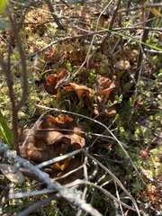 Craterellus tubaeformis