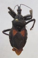 Apiomerus