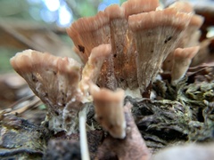 Podoscypha petalodes