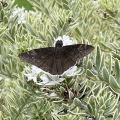 Erynnis funeralis