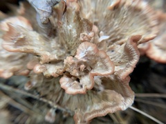 Podoscypha petalodes