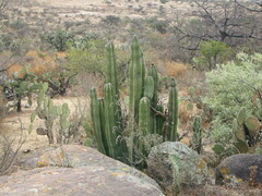 Isolatocereus dumortieri