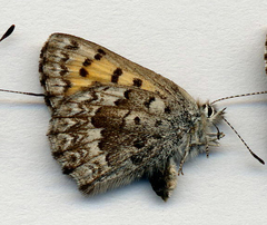 Tharsalea mariposa