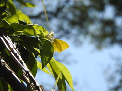 Phoebis neocypris