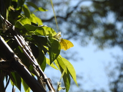 Phoebis neocypris