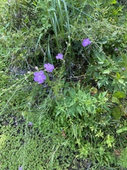 Agalinis fasciculata