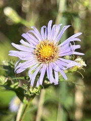 Symphyotrichum puniceum