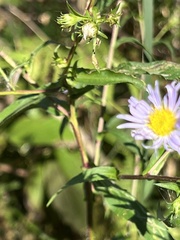 Symphyotrichum puniceum