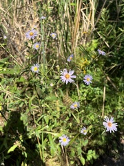 Symphyotrichum puniceum