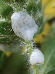 Clastoptera xanthocephala