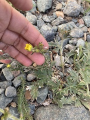 Potentilla hudsonii