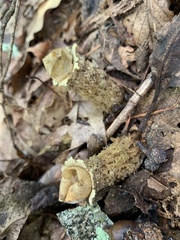 Calostoma lutescens