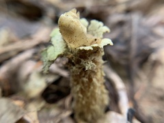 Calostoma lutescens