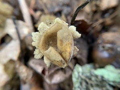 Calostoma lutescens