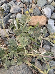 Potentilla hudsonii