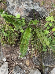 Polystichum lonchitis