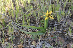 Baeometra uniflora