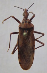 Panstrongylus geniculatus