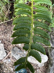 Polystichum lonchitis