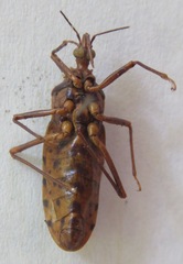 Panstrongylus geniculatus