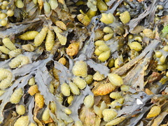 Fucus spiralis