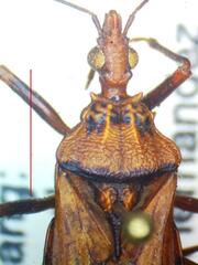 Panstrongylus geniculatus
