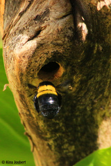 Xylocopa caffra