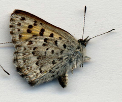 Tharsalea mariposa