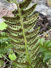 Polystichum lonchitis