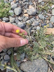 Potentilla hudsonii