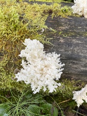 Hericium coralloides