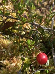 Vaccinium oxycoccos