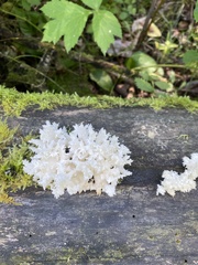 Hericium coralloides