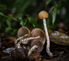 Psilocybe zapotecorum