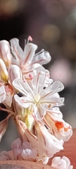 Eriogonum wrightii