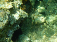 Thalassoma pavo