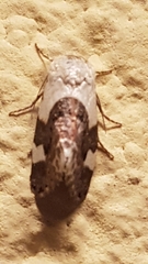 Acontia lucida